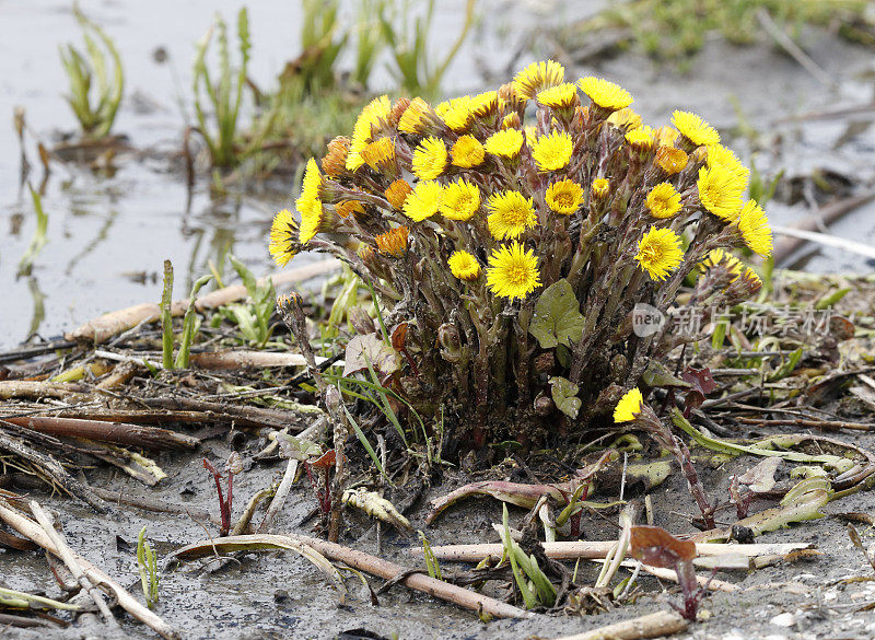 钶钽钽(Tussilago farfara)